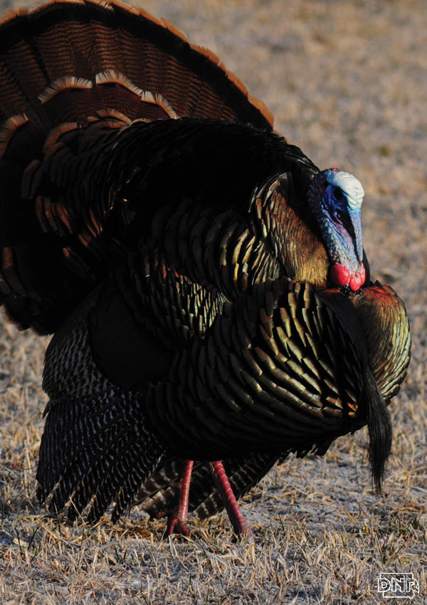 Wild turkey is just part of the Iowa wild quadfecta - there's wild asparagus, morel mushrooms and trout (or crappie) too! | Iowa Outdoors magazine